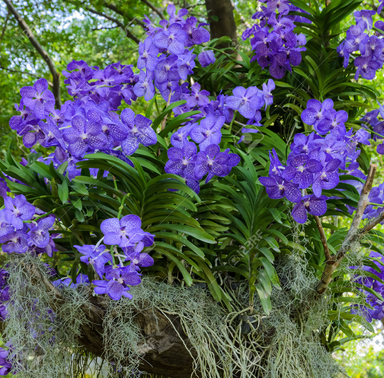 Blue vanda or Autumn Lady's Tresses orchid. Vanda coerulea flowe