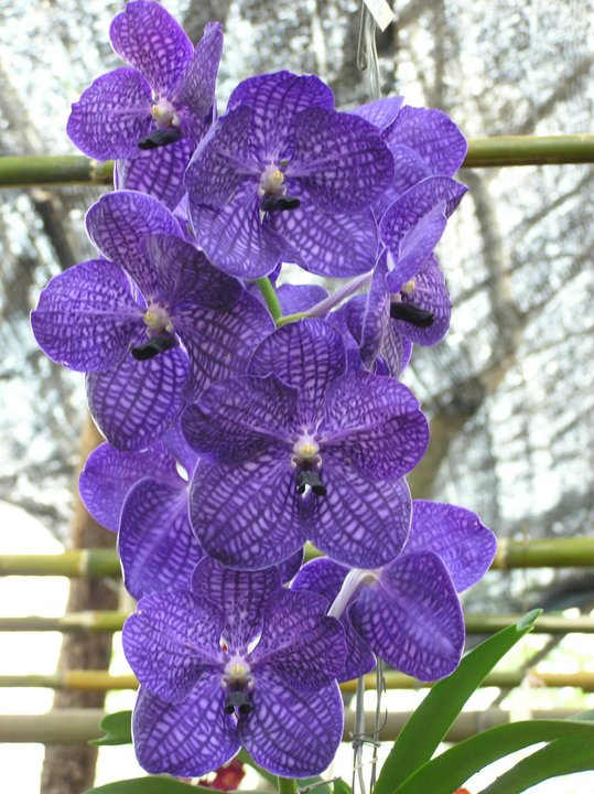 Vanda coerulea