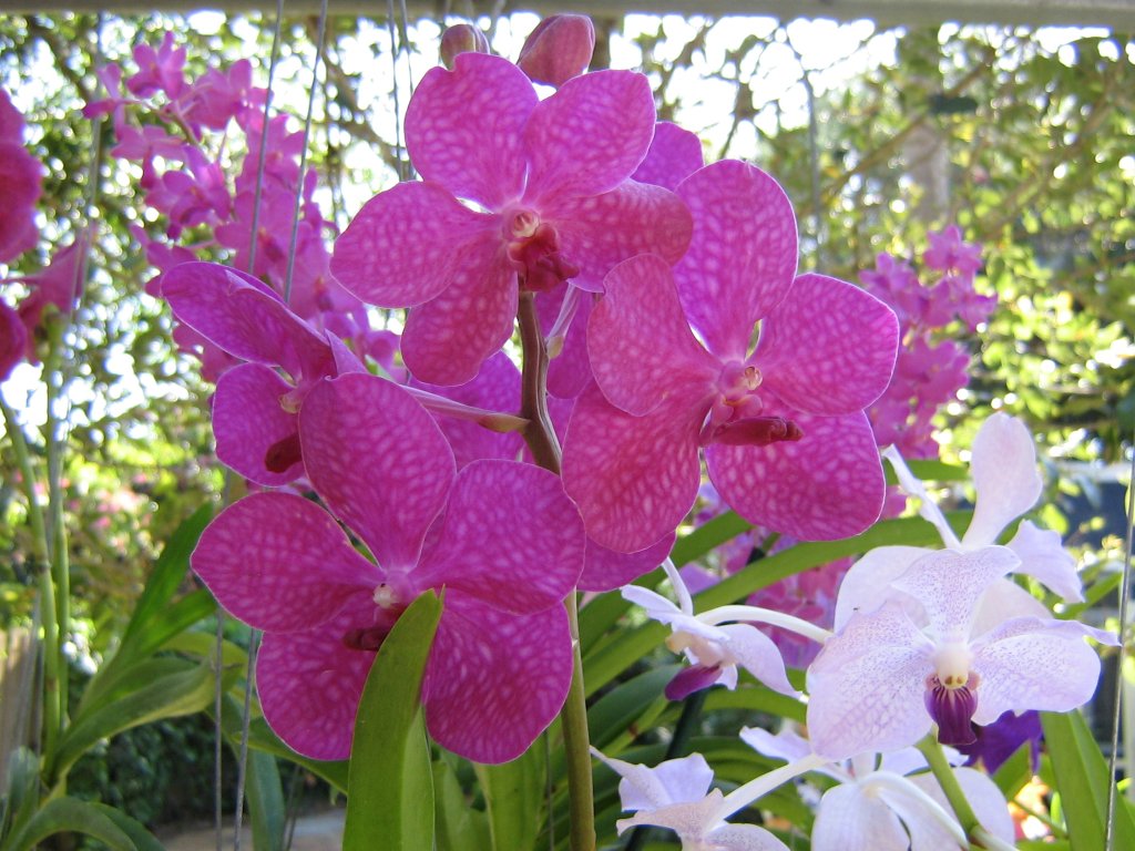 Vanda de color rosa-púrpura