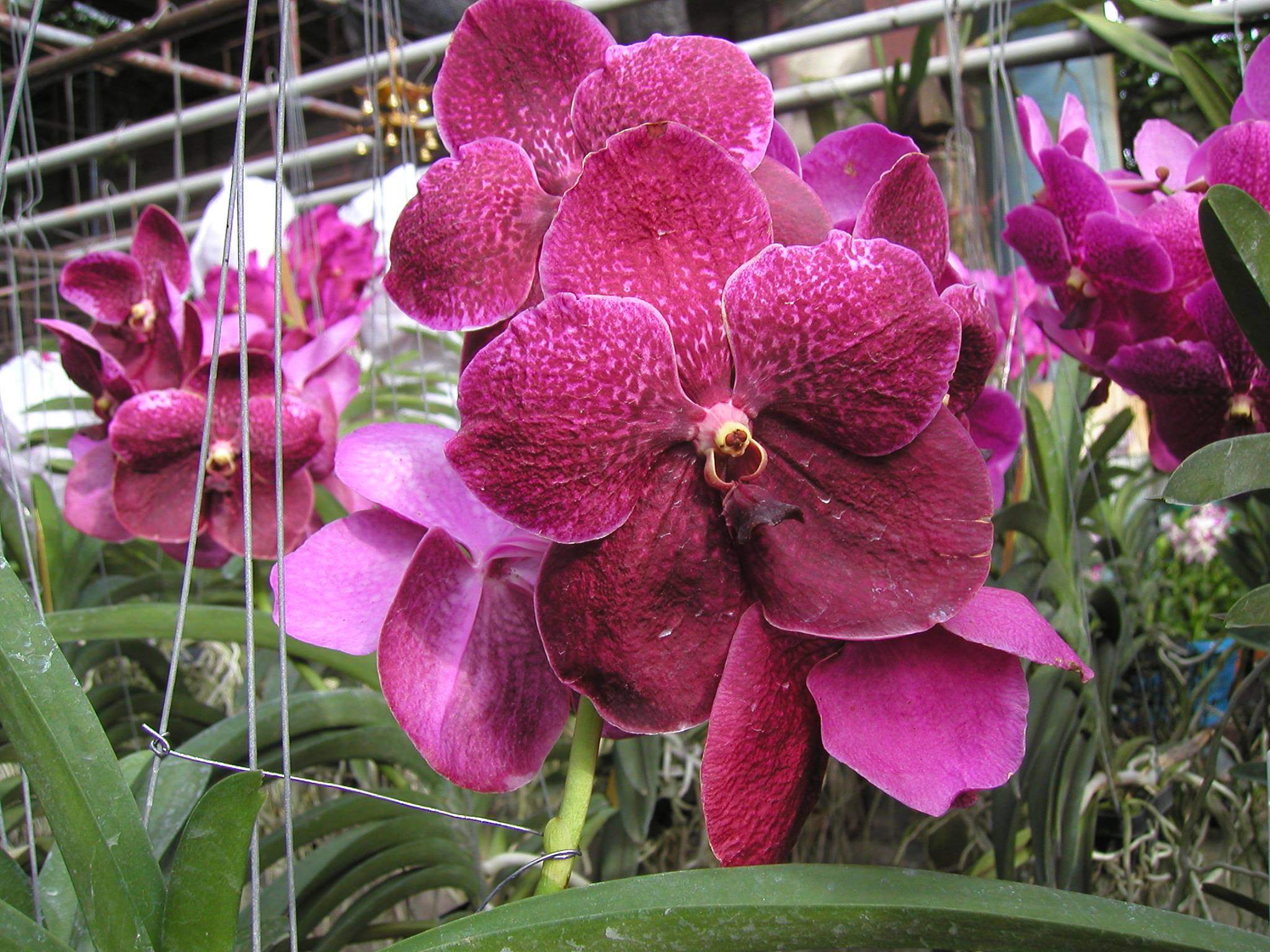 Vanda vermelha