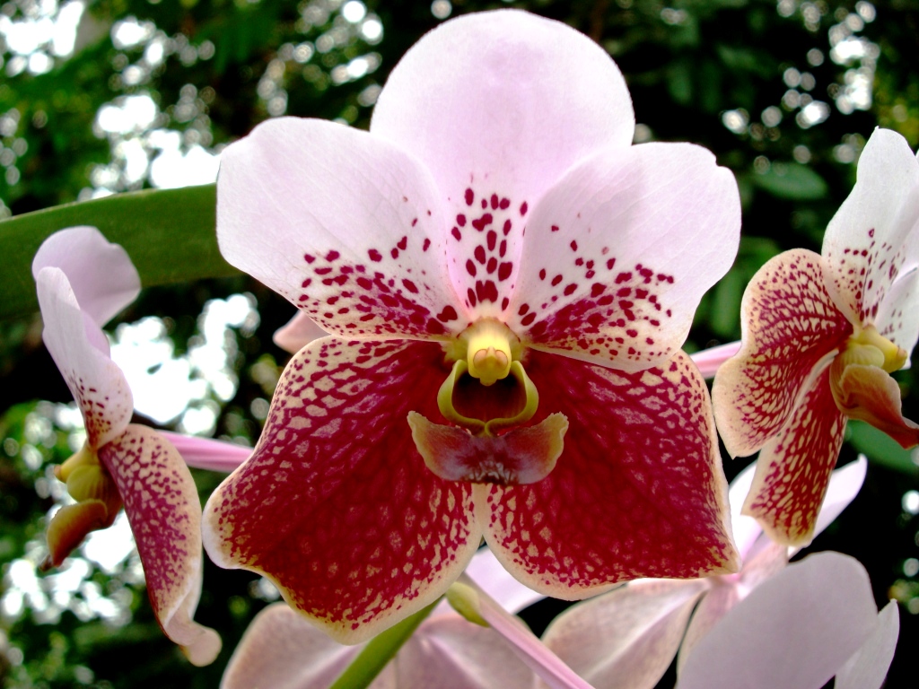 Vanda. sanderiana