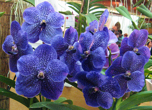 Vanda