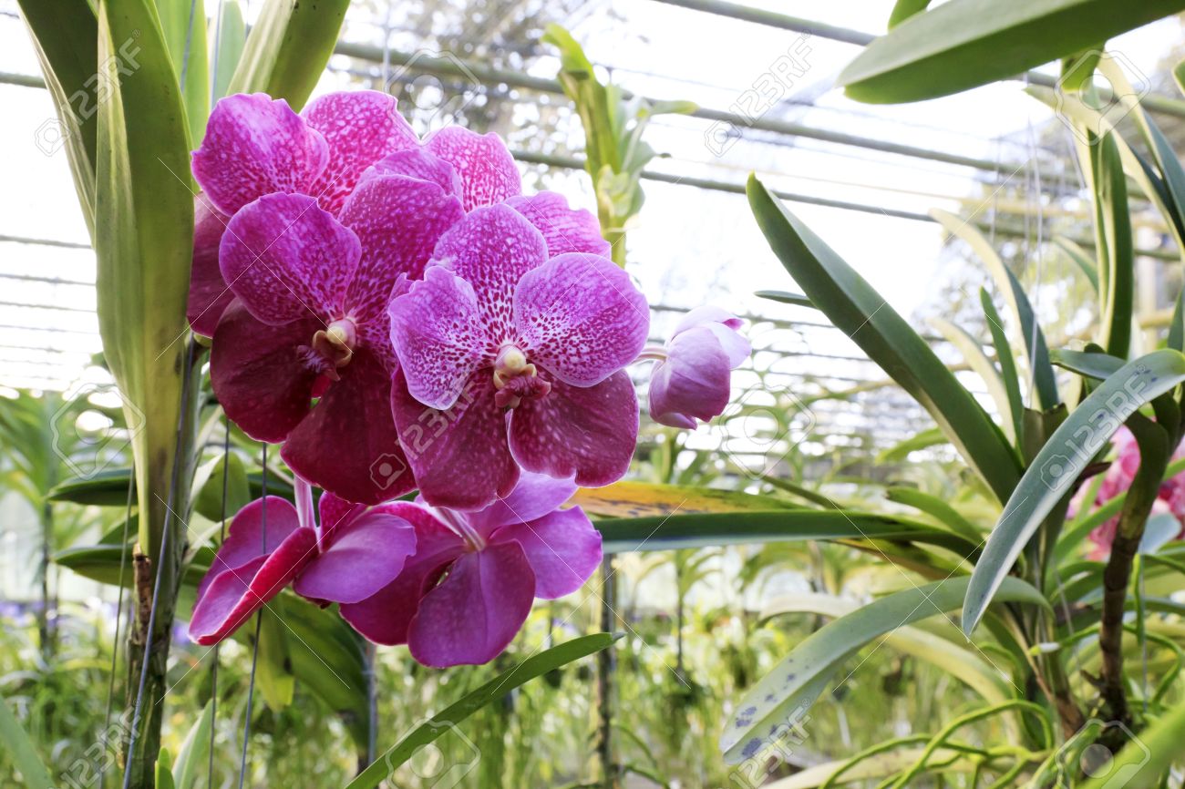 Vanda