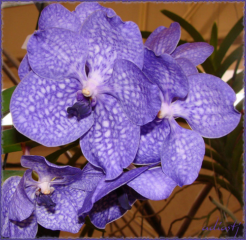 Vanda