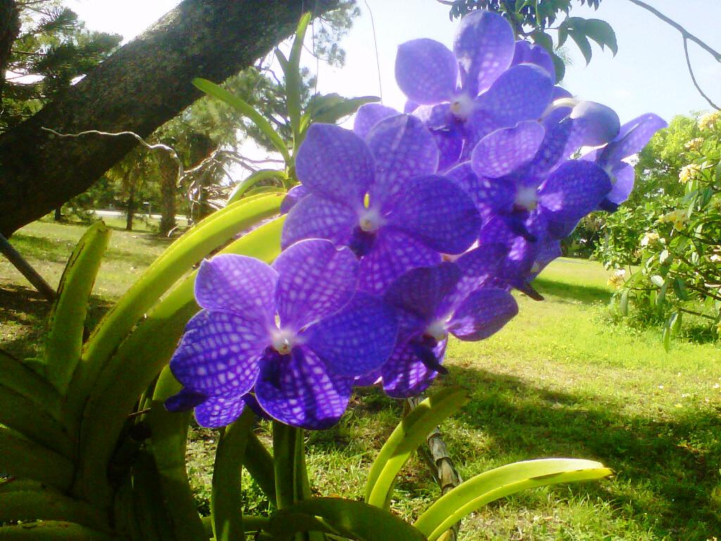 Vanda