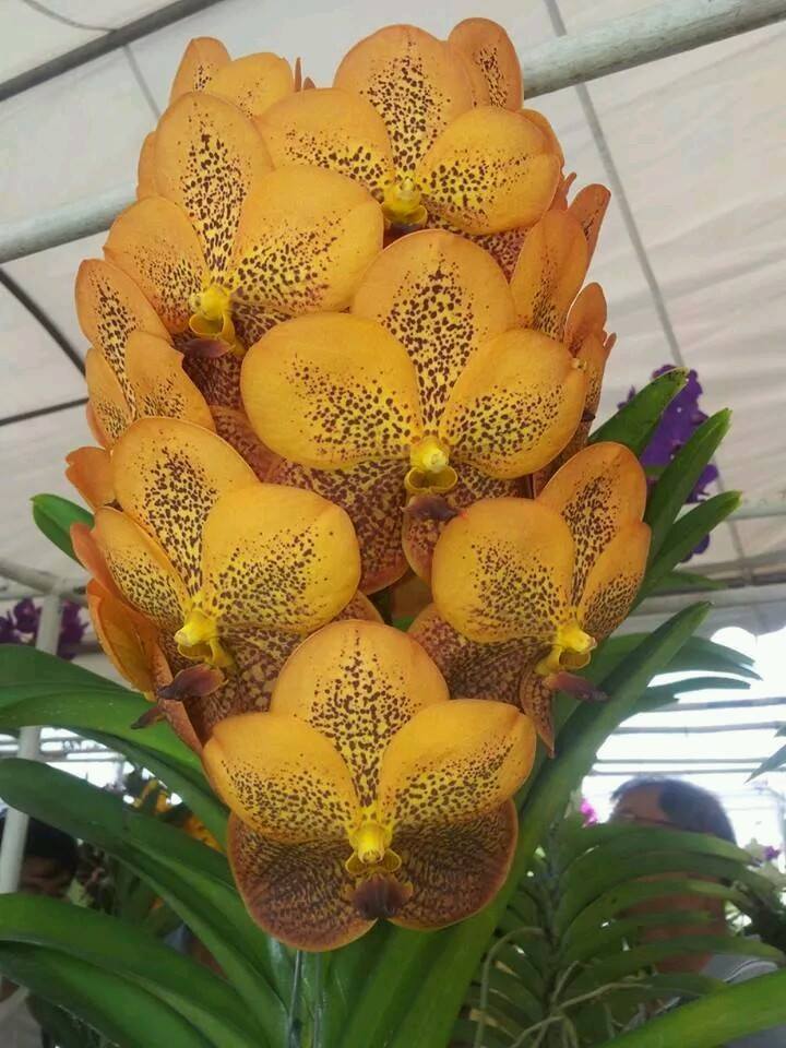 Vanda