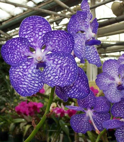 Vanda_coerulea