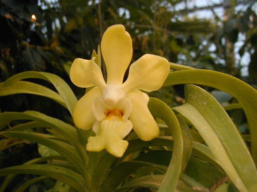 Vanda_denisoniana