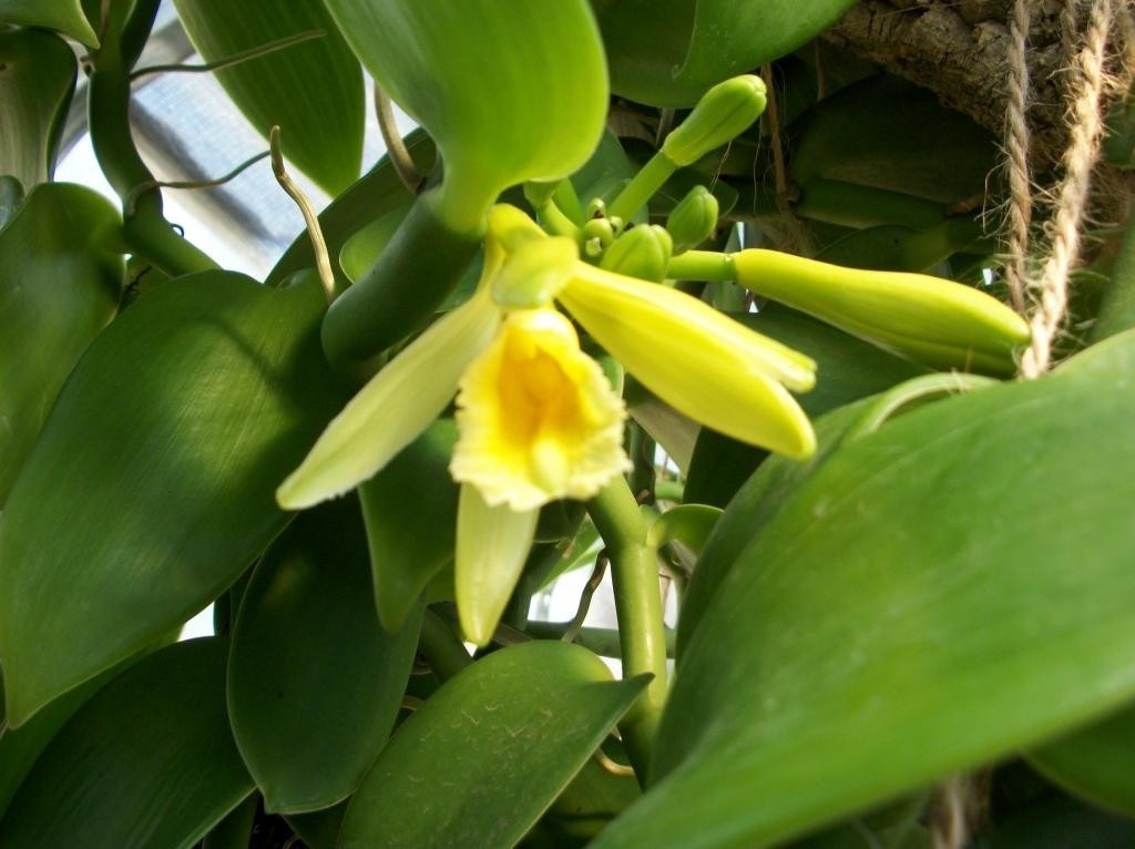 Vanilla Planifolia