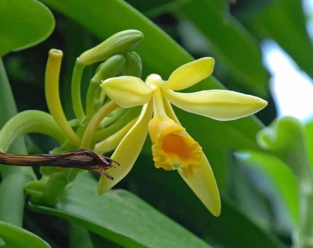 Vanilla Planifolia