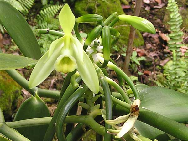 Vanilla fragrans