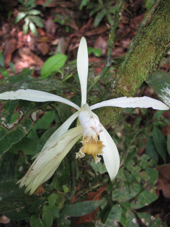 Vanilla trigonocarpa 