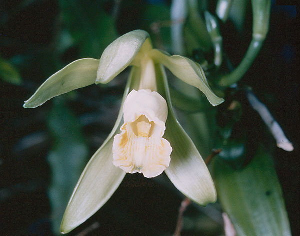 Vanilla1 barbellata