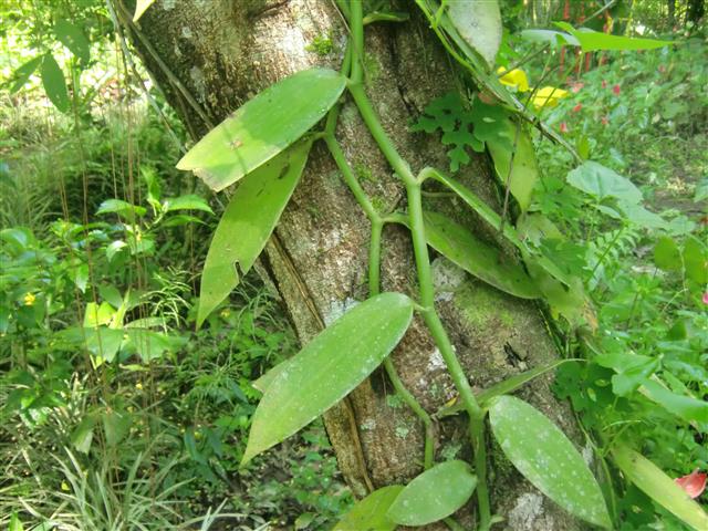 Vanilla_planifolia_21