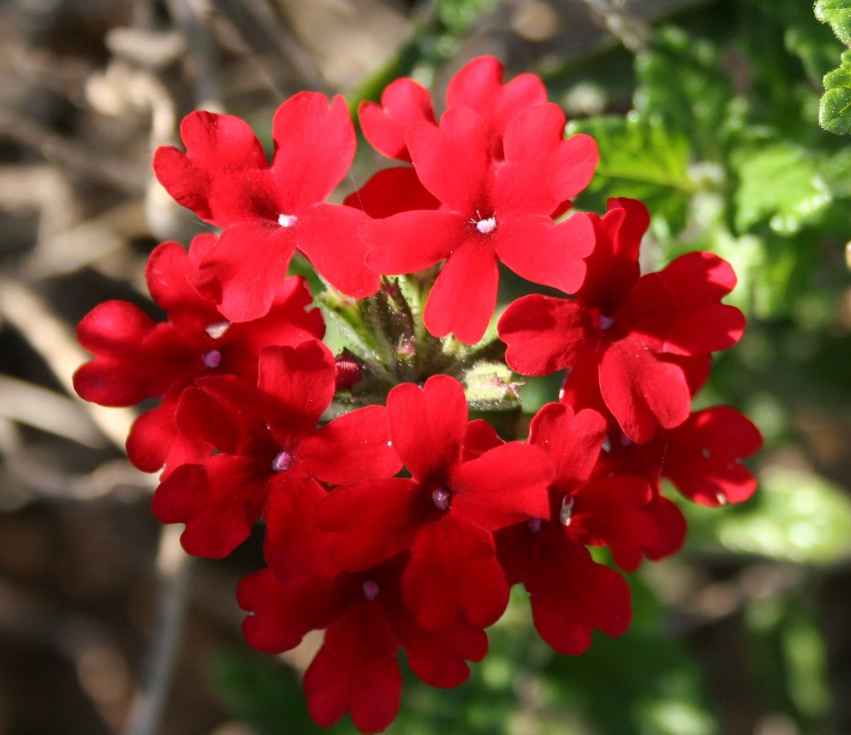 Verbena 1