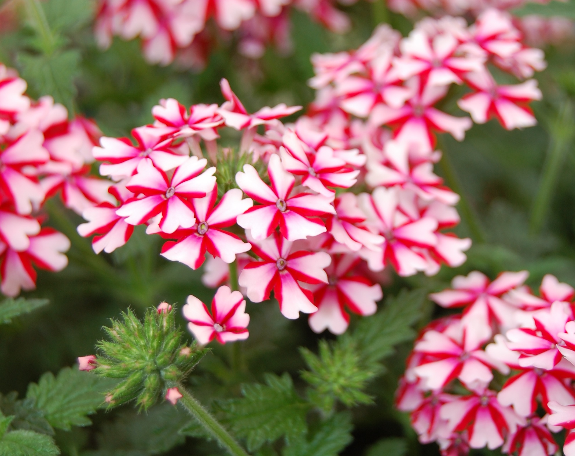 Verbena Candy Cane