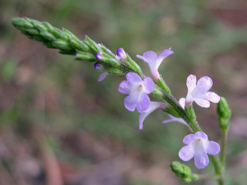 Verbena Officinalis L.