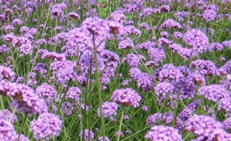 Verbena Officinalis L._11