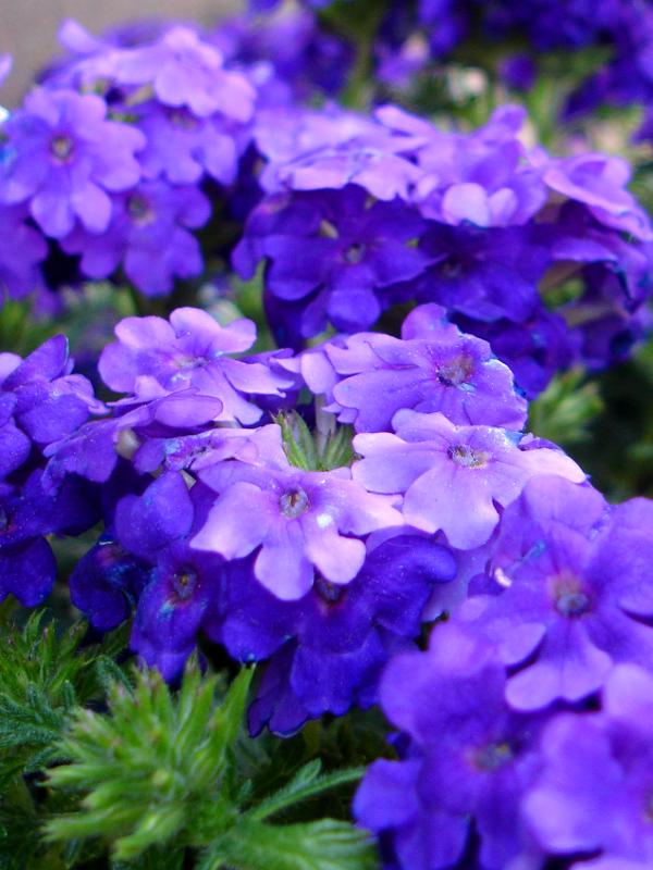 Verbena azul