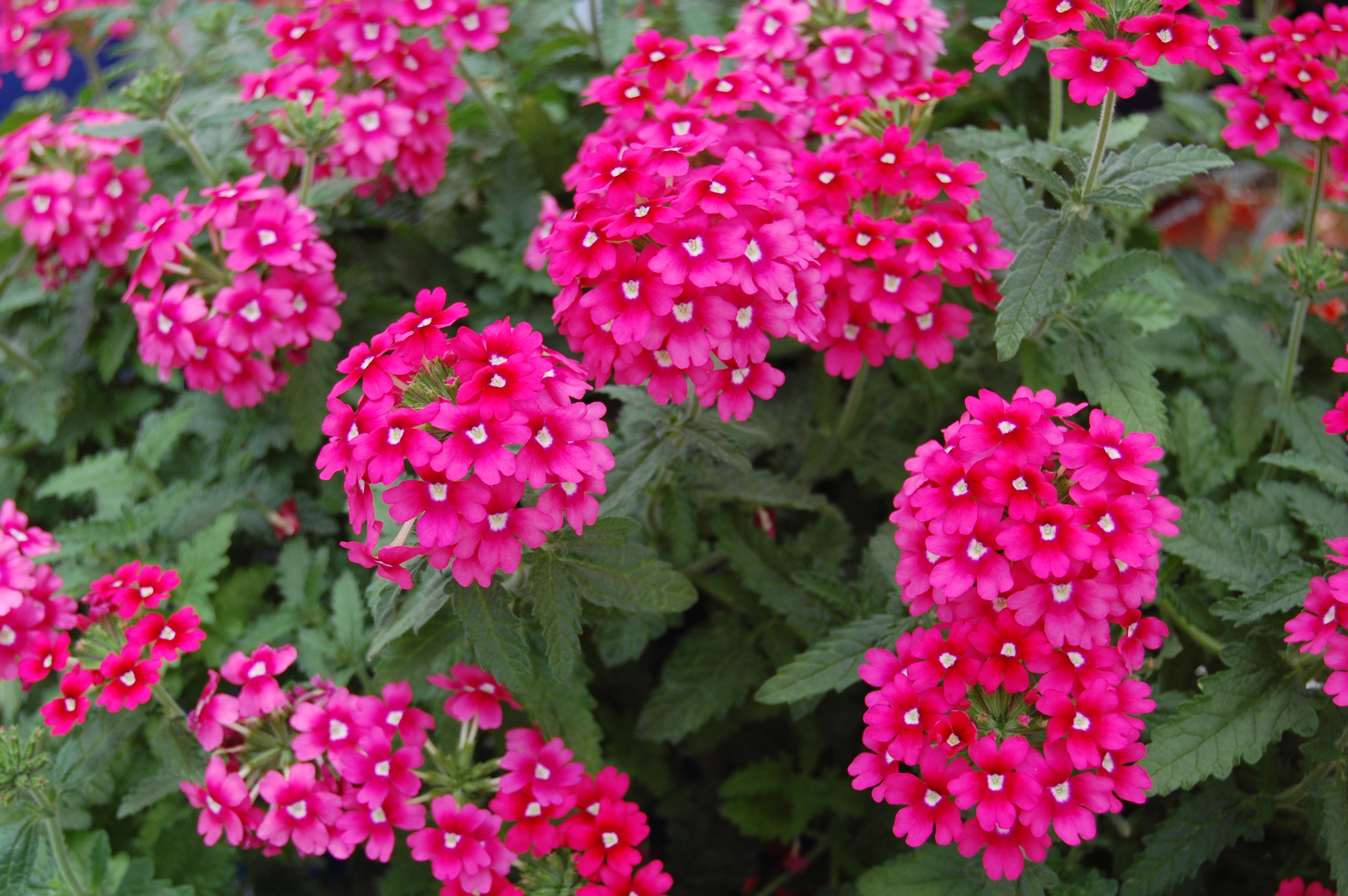 Verbena-magenta