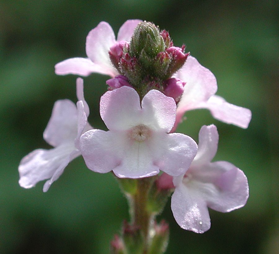 Verbena officinalis