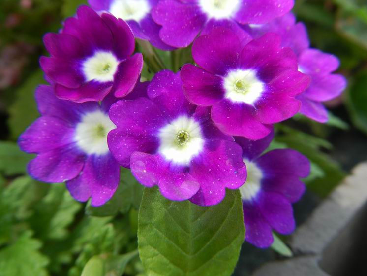 Verbena phlogiflora