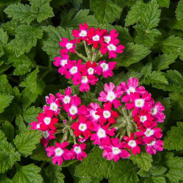 Verbena1