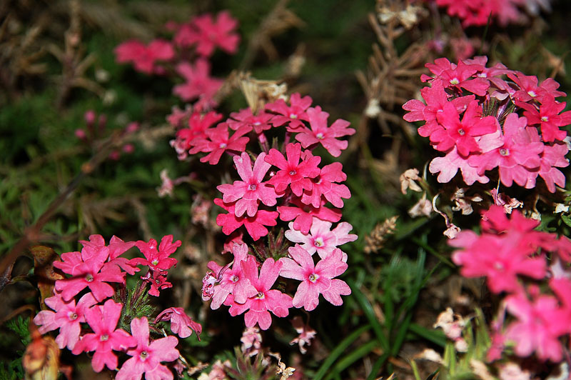 Verbena3