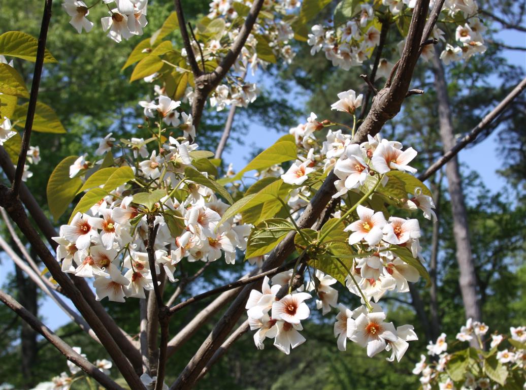 Vernicia fordii 