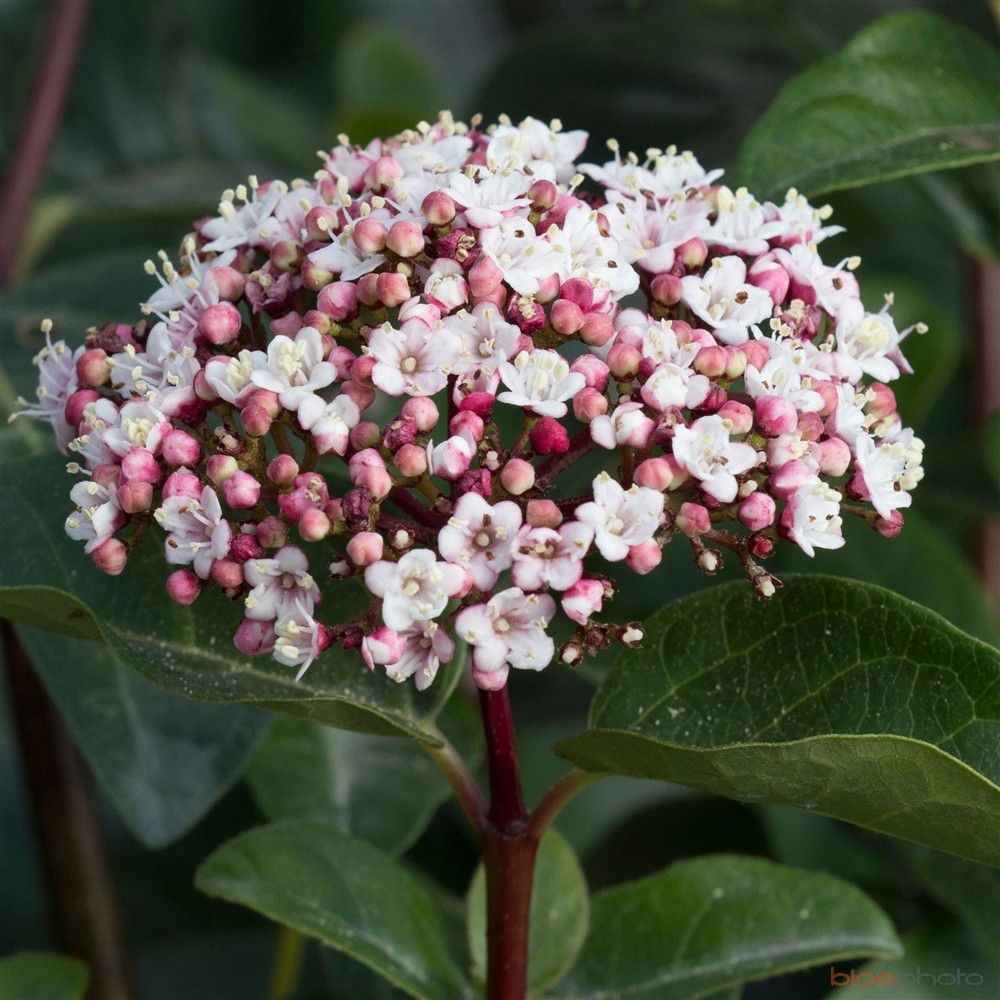 Viburnum Tinus