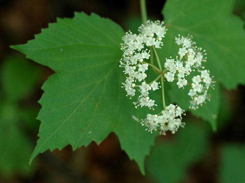 Viburnum acerifolium