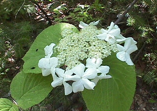 Viburnum lantanoides