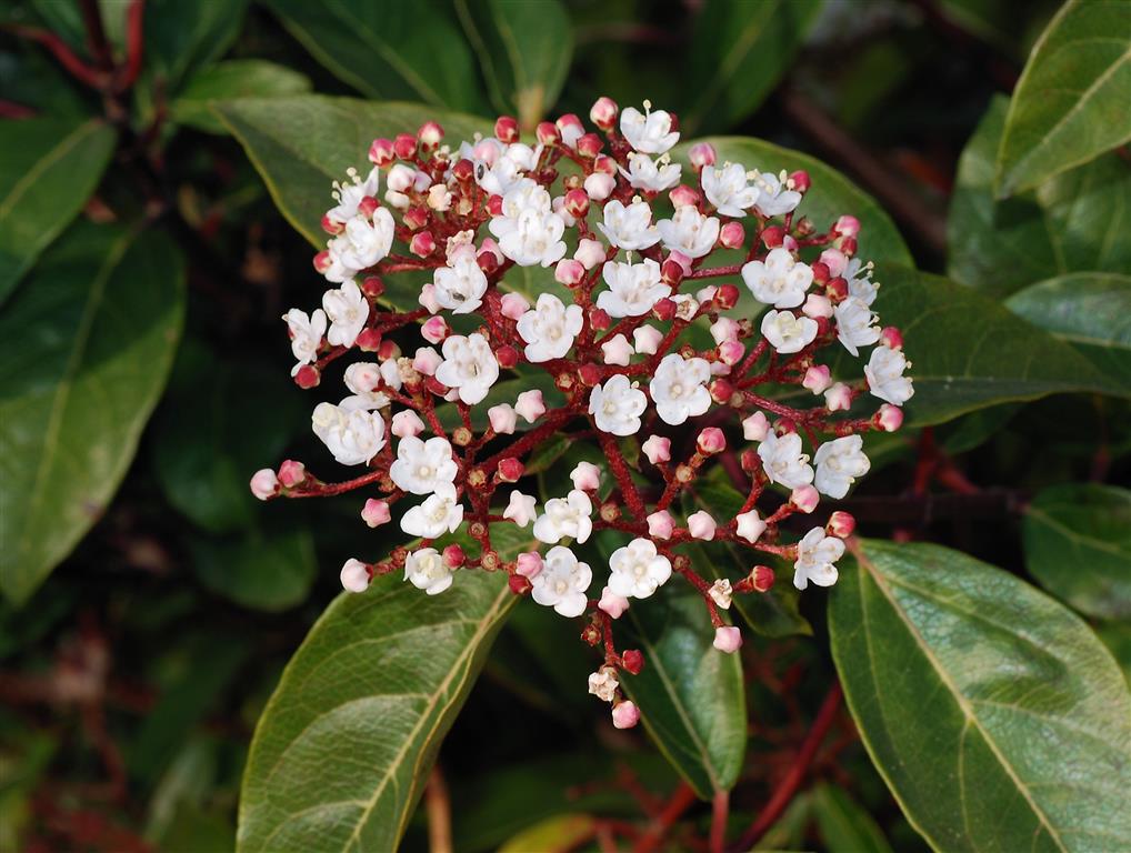 Viburnum tinus