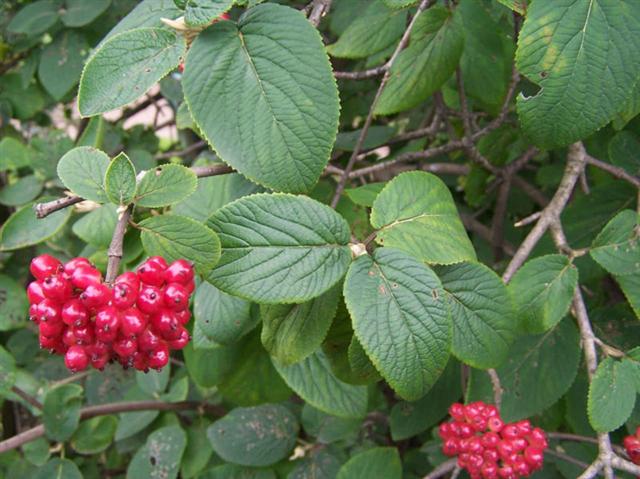 Viburnum_lantana (Small)