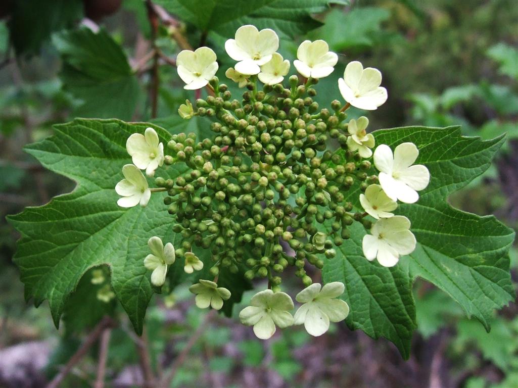 Viburnum_opulus_