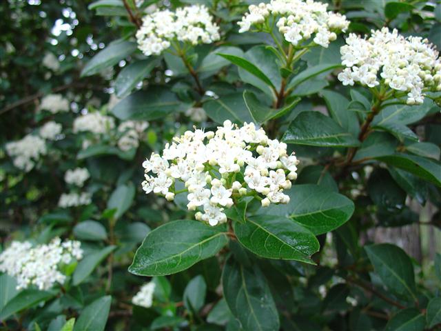 Viburnum_tinus (Small)