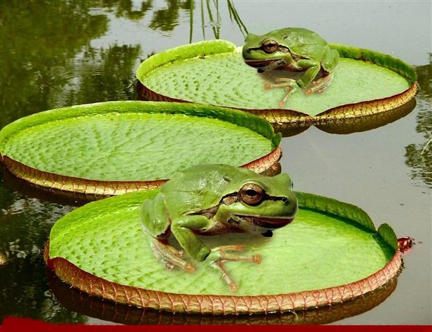 Victoria-Amazonica