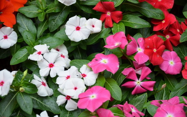 Vinca