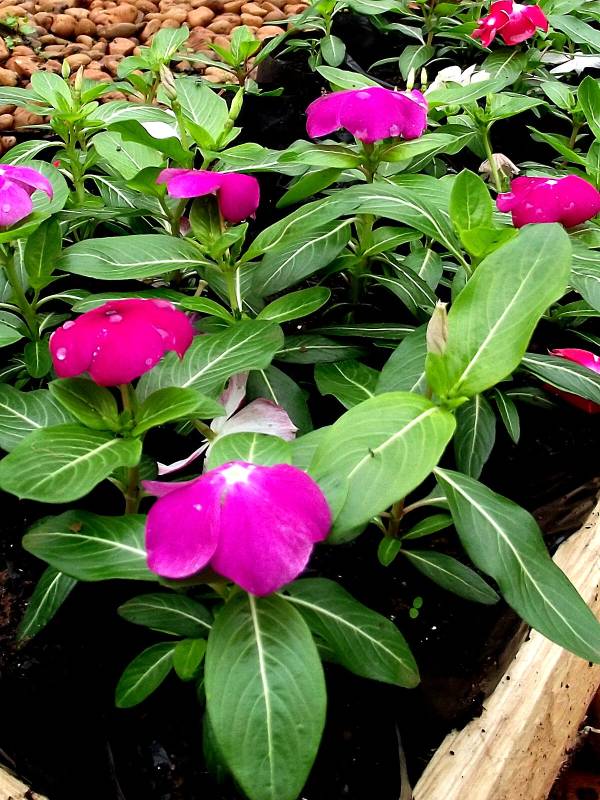 Vinca-catharanthus