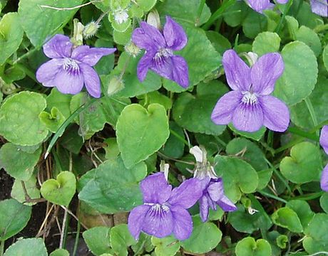 Viola Odorata