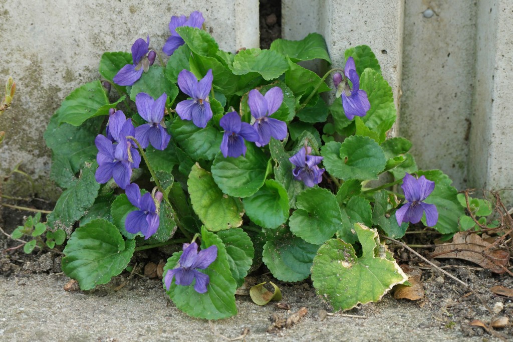 Viola-odorata-2