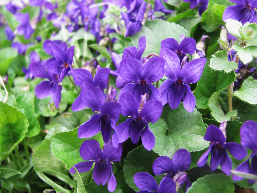 Viola odorata