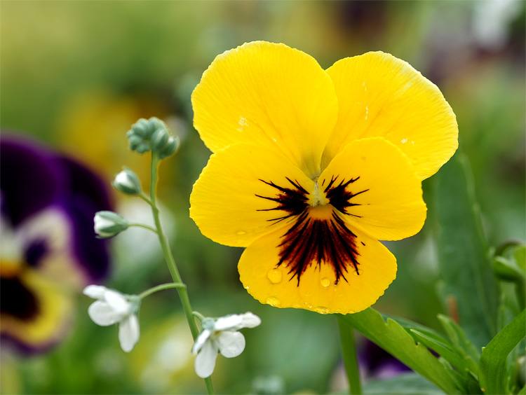 Viola tricolor