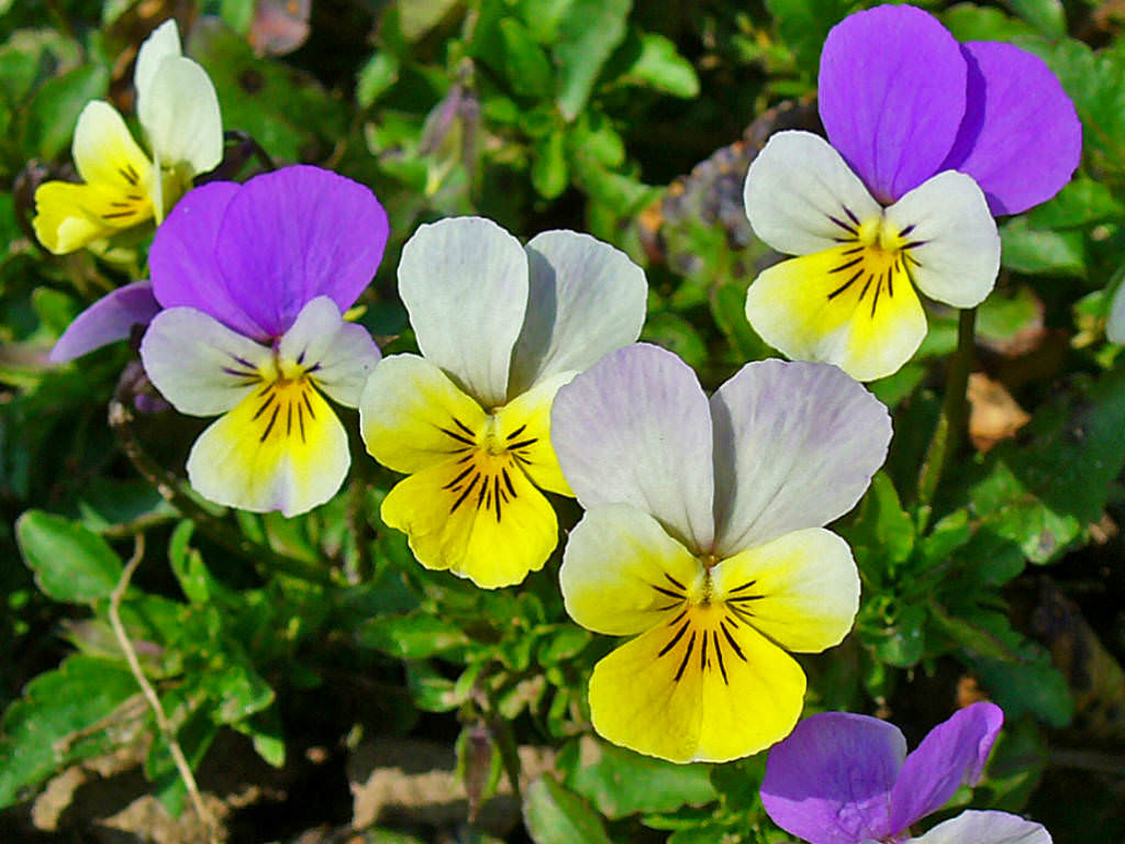 Viola-tricolr 3