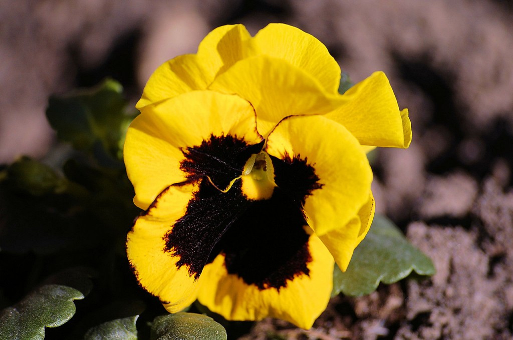 Viola wittrockiana