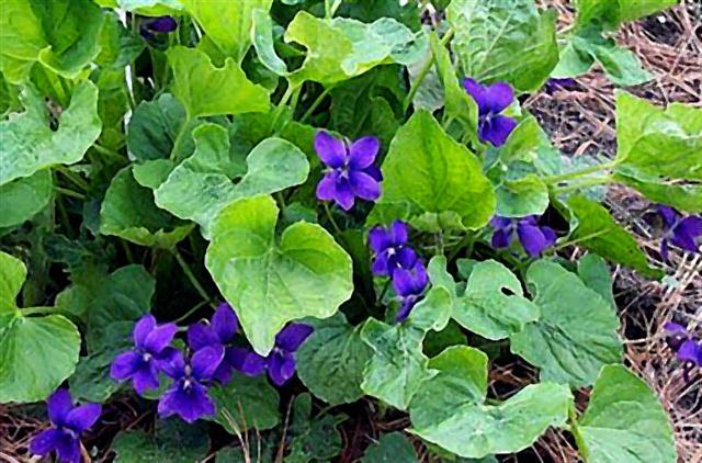 Viola_odorata