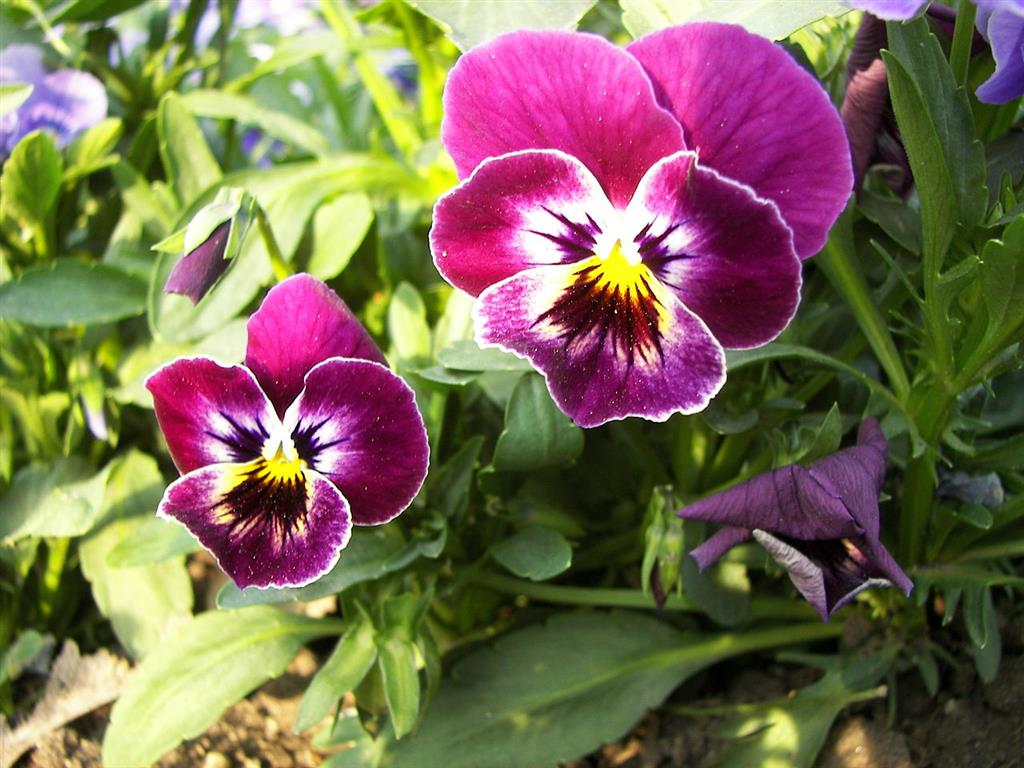 Viola_tricolor