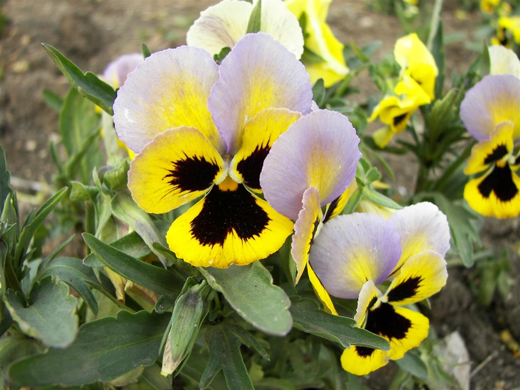 Viola_tricolor-04