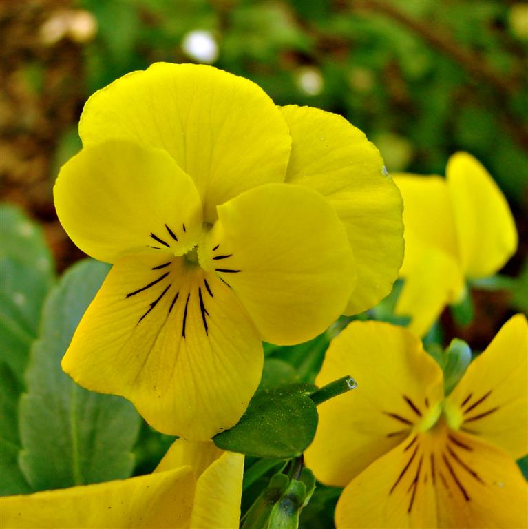 Viola_tricolor amarela