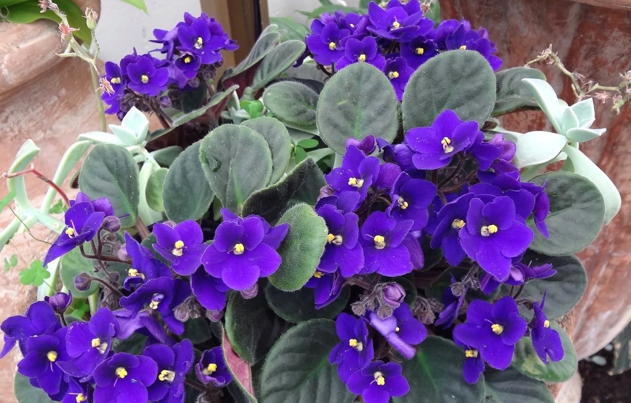 Violeta Africana - Saintpaulia ionantha